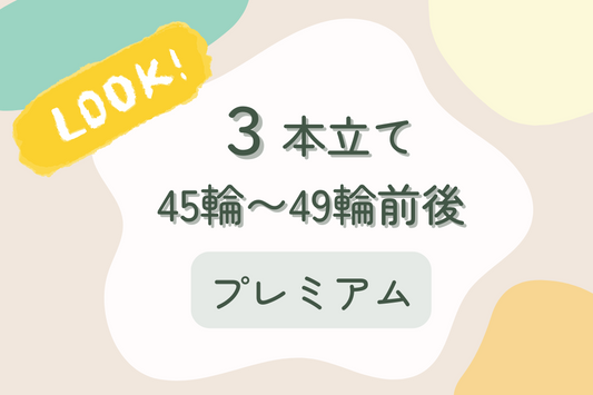 胡蝶蘭3本立て45輪~49輪前後